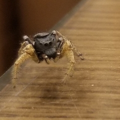 Phidippus arizonensis