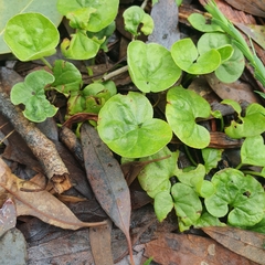 Dichondra repens