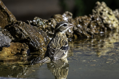 Pheucticus ludovicianus