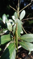 Tettigoniidea