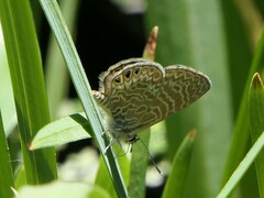 Leptotes trigemmatus