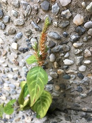 Lepidagathis inaequalis