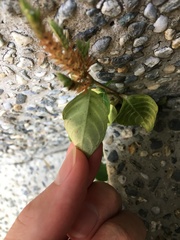 Lepidagathis inaequalis