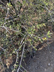 Ceanothus cuneatus