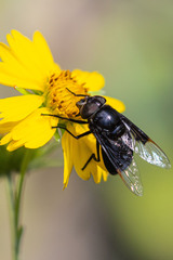 Copestylum violaceum