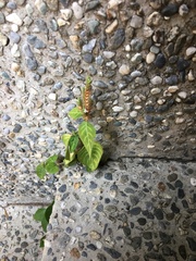 Lepidagathis inaequalis