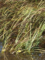 Carex lacustris