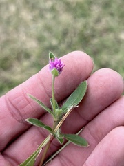 Gomphrena globosa