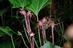 Arachnitis uniflora