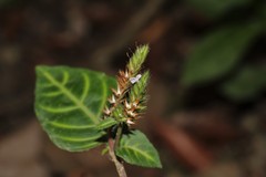 Lepidagathis inaequalis