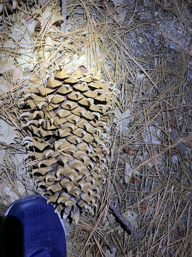 iNaturalist observation photo of Coulter pine