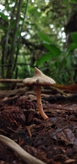Cortinarius acutus