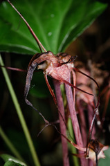 Arachnitis uniflora