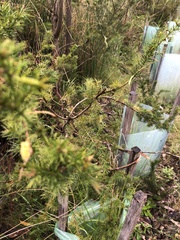 Acacia ulicifolia