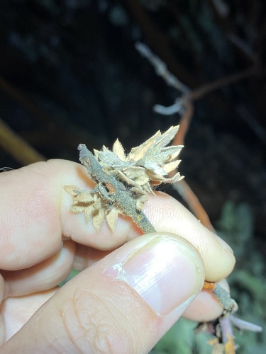 iNaturalist observation photo of Gall and Forest Midges