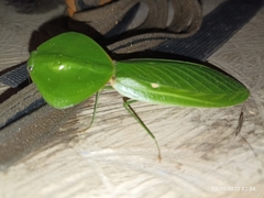 Choeradodis rhombicollis