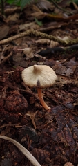 Cortinarius acutus