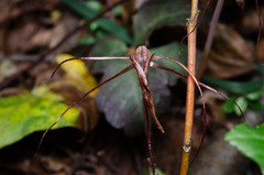 Arachnitis uniflora