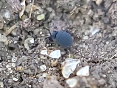 Sminthurinus atrapallidus