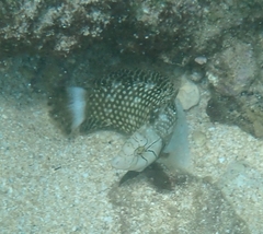 Novaculichthys taeniourus