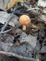 Cuphophyllus pratensis