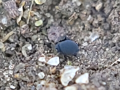 Sminthurinus atrapallidus