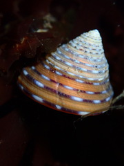 Calliostoma tricolor