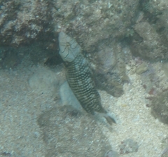 Novaculichthys taeniourus