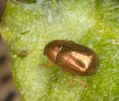 Diachus auratus