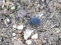 Sminthurinus atrapallidus