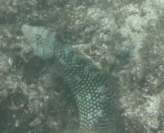Novaculichthys taeniourus