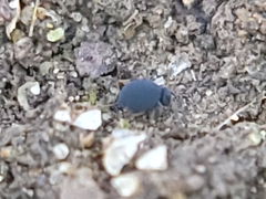 Sminthurinus atrapallidus