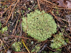 Cladonia subcariosa