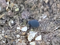 Sminthurinus atrapallidus