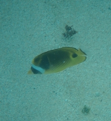 Chaetodon lunula