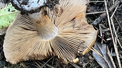Cortinarius mucosus