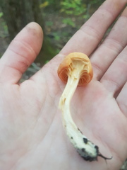 Cuphophyllus pratensis