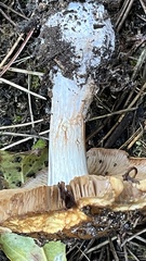 Cortinarius mucosus