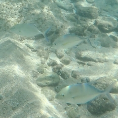 Caranx melampygus
