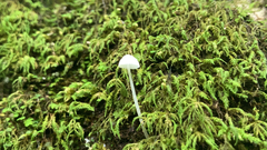 Hemimycena