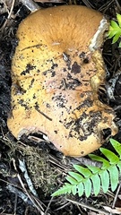 Cortinarius mucosus