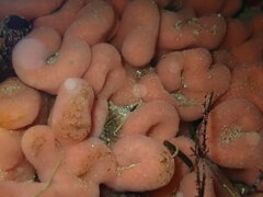 Aplidium californicum