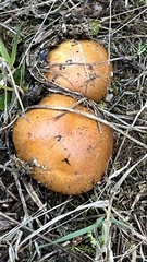 Cortinarius mucosus