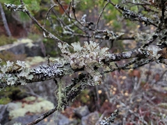 Platismatia tuckermanii