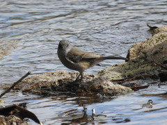 Serpophaga nigricans