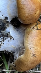 Cortinarius mucosus