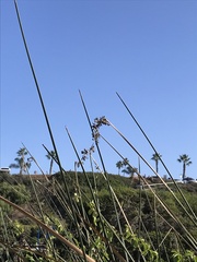 Typhaceae