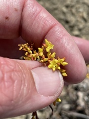Eriogonum brevicaule