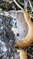 Cortinarius mucosus