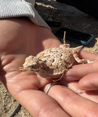 Phrynosoma platyrhinos